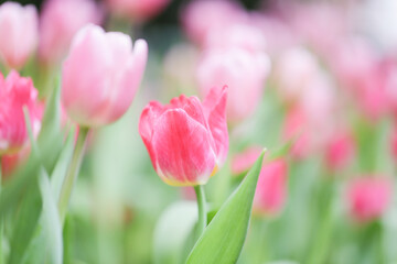 Colorful tulip field, summer flowerwith green leaf with blurred flower as background