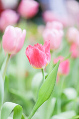 Obraz premium Colorful tulip field, summer flowerwith green leaf with blurred flower as background