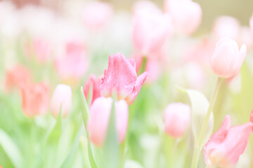 Colorful tulip field, summer flowerwith green leaf with blurred flower as background