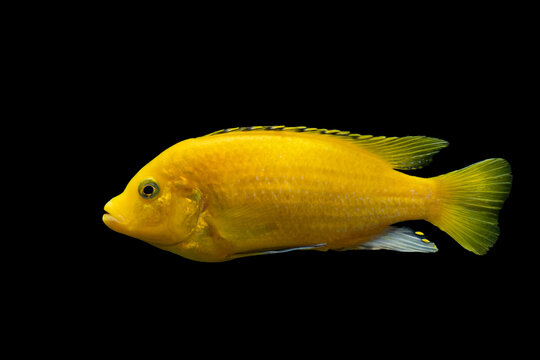 yellow fish on a black background