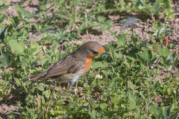 robin bird standing on the ground close up with sunlight Erithacus rubecula