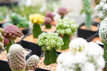 Cacti, dessert plant in many type and shape with it needle as leaf. Variety cactus in pot and garden. Succulent plant grow dry area