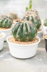 Cacti, dessert plant in many type and shape with it needle as leaf. Variety cactus in pot and garden. Succulent plant grow dry area