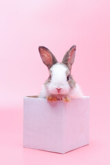 Young rabbit in box on pink background. Little cute bunny sitting in hard paper case as surprise gift.
