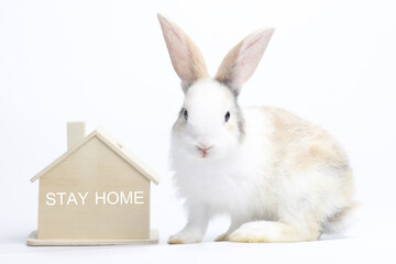 Rabbit with wooden home  as protection and pet knowledge and back to school concept. Bunny with wood toy house. Find home for strayed rabbit idea.Stay home wood as new normal in COVID-19 crisis