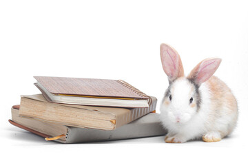 Rabbit with book and notebook as education and pet knowledge and back to school concept. Bunny on textbook