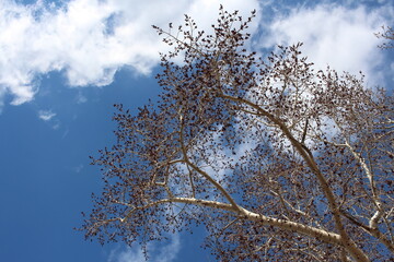 crowns of trees with swollen buds in spring against the sky in a forest of branches