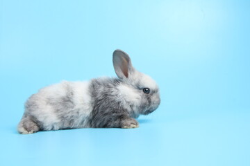 Baby lovely rabbit on blue background. Cute fluffy little bunny with bright blue screen.