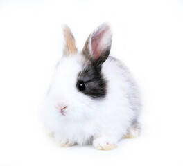Young adorable bunny stand on white background. Cute baby rabbit for Easter and new born celebretion.  1  month pet