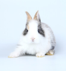 Young adorable bunny stand on white background. Cute baby rabbit for Easter and new born celebretion.  1  month pet