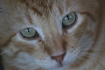 close up of a cat