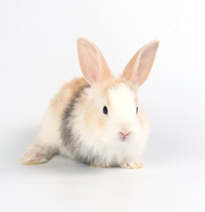 Young adorable bunny stand on white background. Cute baby rabbit for Easter and new born celebretion.  1  month pet