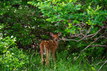 Young deer in woods environment looking at the camera 