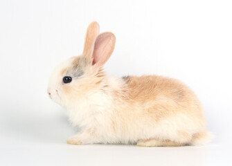 Young adorable bunny stand on white background. Cute baby rabbit for Easter and new born celebretion.  1  month pet