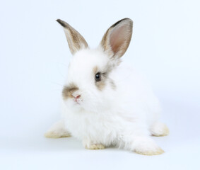 Young adorable bunny stand on white background. Cute baby rabbit for Easter and new born celebretion.  1  month pet