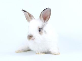 Young adorable bunny stand on white background. Cute baby rabbit for Easter and new born celebretion.  1  month pet