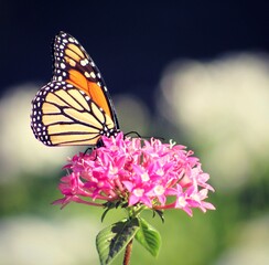 butterfly on flower