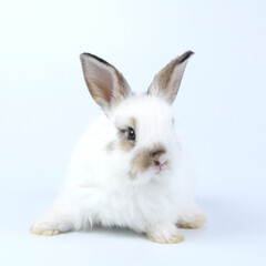 Young adorable bunny stand on white background. Cute baby rabbit for Easter and new born celebretion.  1  month pet