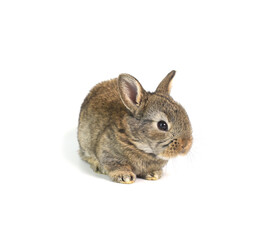 Young adorable bunny stand on white background. Cute baby rabbit for Easter and new born celebretion.  1  month pet