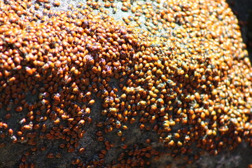 closeup of ladybugs on rocks