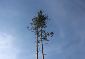 tree crowns pine trees against the sky in a forest of branches