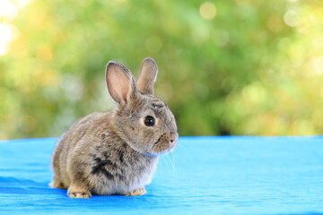 Young baby rabbit is on wood with green bokeh nature background. Adorable and cute new born rabbit .