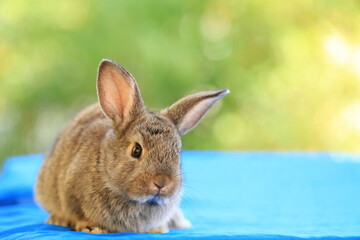 Young baby rabbit is on wood with green bokeh nature background. Adorable and cute new born rabbit .