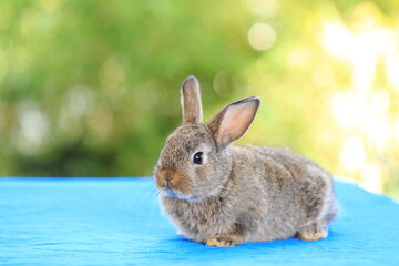 Young baby rabbit is on wood with green bokeh nature background. Adorable and cute new born rabbit .
