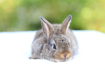 Young baby rabbit is on wood with green bokeh nature background. Adorable and cute new born rabbit .