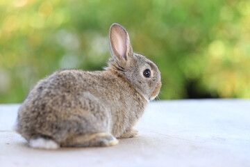 Young baby rabbit is on wood with green bokeh nature background. Adorable and cute new born rabbit .