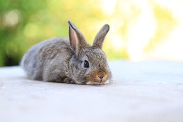 Young baby rabbit is on wood with green bokeh nature background. Adorable and cute new born rabbit .