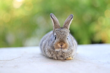 Young baby rabbit is on wood with green bokeh nature background. Adorable and cute new born rabbit .
