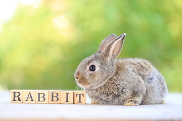 Young baby rabbit is on wood with green bokeh nature background. Adorable and cute new born rabbit .Rabbit word in wood block for banner