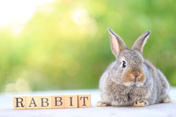 Young baby rabbit is on wood with green bokeh nature background. Adorable and cute new born rabbit .Rabbit word in wood block for banner