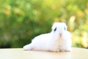 Young baby rabbit is on wood with green bokeh nature background. Adorable and cute new born rabbit .