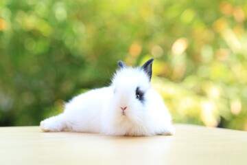 Young baby rabbit is on wood with green bokeh nature background. Adorable and cute new born rabbit .