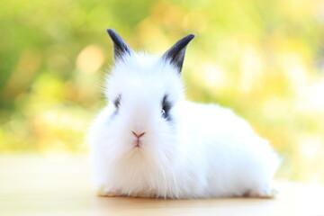 Young baby rabbit is on wood with green bokeh nature background. Adorable and cute new born rabbit .