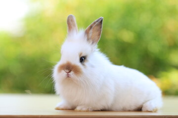 Young baby rabbit is on wood with green bokeh nature background. Adorable and cute new born rabbit .