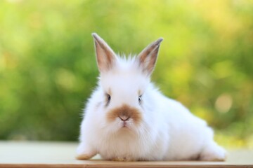 Young baby rabbit is on wood with green bokeh nature background. Adorable and cute new born rabbit .