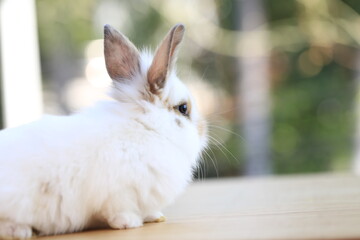 Young baby rabbit is on wood with green bokeh nature background. Adorable and cute new born rabbit .