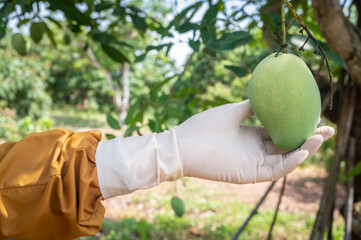 Close up of gardener hand picking green mango on a tree. Green mango can be sour or nutty and sweet...