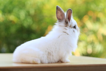 Young baby rabbit is on wood with green bokeh nature background. Adorable and cute new born rabbit .