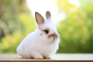 Young baby rabbit is on wood with green bokeh nature background. Adorable and cute new born rabbit .