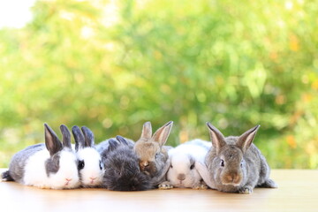 Many young baby rabbit is on wood with green bokeh nature background. Adorable and cute new born rabbit .