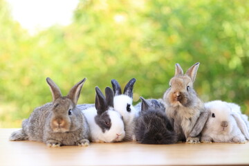 Many young baby rabbit is on wood with green bokeh nature background. Adorable and cute new born rabbit .