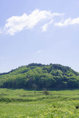 初夏の光に照らされて