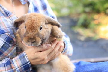 Adorable adult rabbit in woman's arm with care and love tenderly. Farmer holds bunny and friendship...