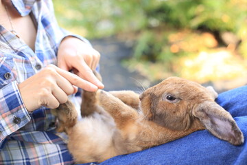 Adorable adult rabbit in woman's arm with care and love tenderly. Farmer holds bunny and friendship in nature.