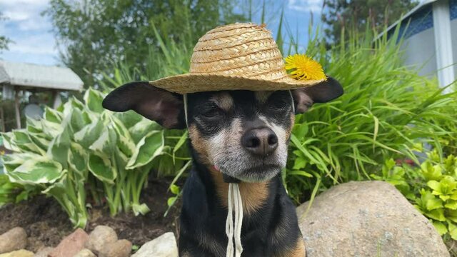 Dog funny farmer. Cute dog in a straw hat in the summer by the flower bed, looking at the camera, enjoying a summer day. Animals in nature in spring and summer outside the city