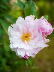 Pink peony flower